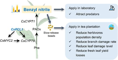 The Circadian Clock Gene PHYTOCLOCK1 Mediates the Diurnal Emission of the Anti-Insect Volatile Benzyl Nitrile from Damaged Tea (Camellia sinensis) Plants