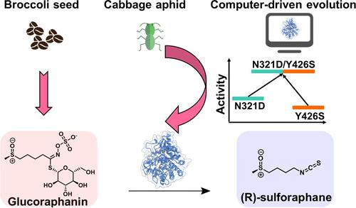 Computer-driven Evolution of Myrosinase from the Cabbage Aphid for Efficient Production of (R)-Sulforaphane