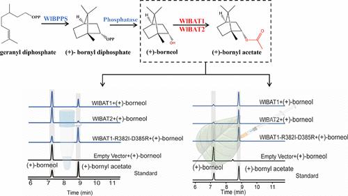 Functional Characterization and Catalytic Activity Improvement of Borneol Acetyltransferase from Wurfbainia longiligularis
