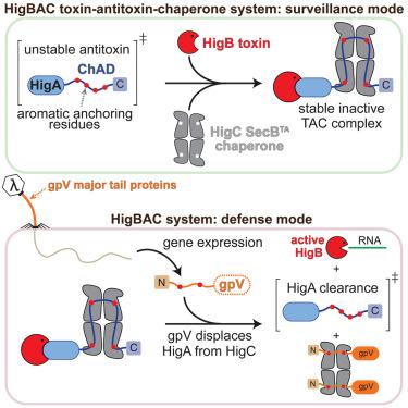 Mechanism of phage sensing and restriction by toxin-antitoxin-chaperone systems