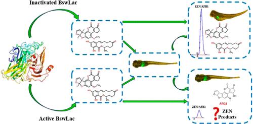 Thermo-Alkali-Tolerant Recombinant Laccase from Bacillus swezeyi and Its Degradation Potential against Zearalenone and Aflatoxin B1