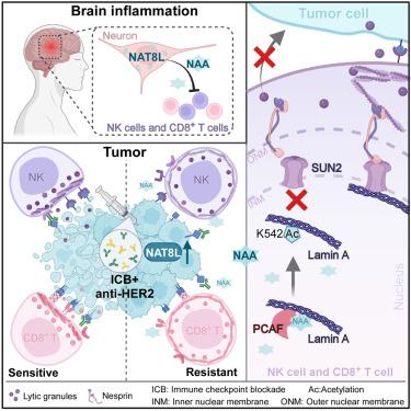 Tumor cells impair immunological synapse formation via central nervous system-enriched metabolite