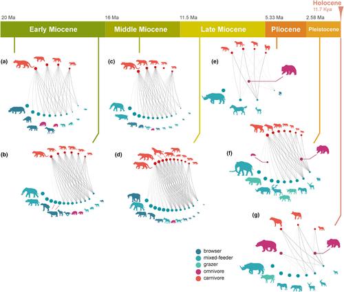 The reorganization of predator–prey networks over 20 million years explains extinction patterns of mammalian carnivores