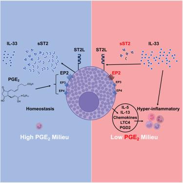 Mast cells control lung type 2 inflammation via prostaglandin E2-driven soluble ST2