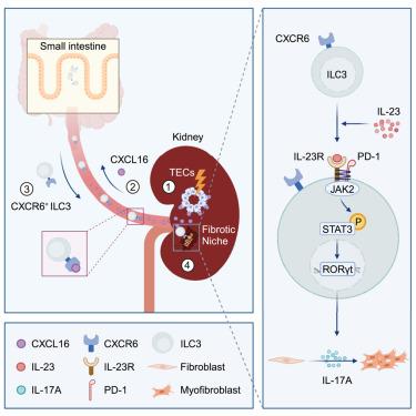 Intestinal CXCR6+ ILC3s migrate to the kidney and exacerbate renal fibrosis via IL-23 receptor signaling enhanced by PD-1 expression