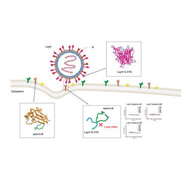 Structural insights into the Langya virus attachment glycoprotein