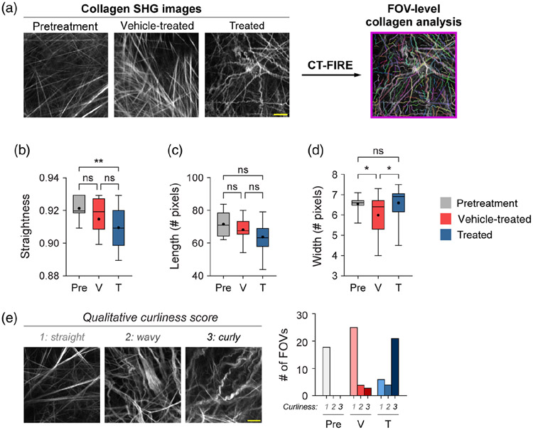 Quantifying <i>in vivo</i> collagen reorganization during immunotherapy in murine melanoma with second harmonic generation imaging.