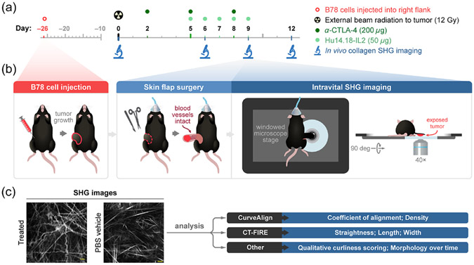 Quantifying <i>in vivo</i> collagen reorganization during immunotherapy in murine melanoma with second harmonic generation imaging.
