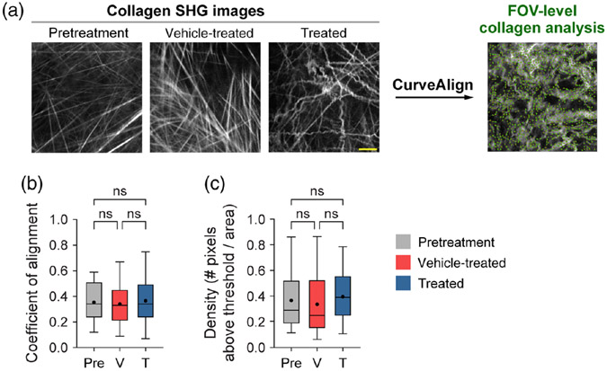 Quantifying <i>in vivo</i> collagen reorganization during immunotherapy in murine melanoma with second harmonic generation imaging.