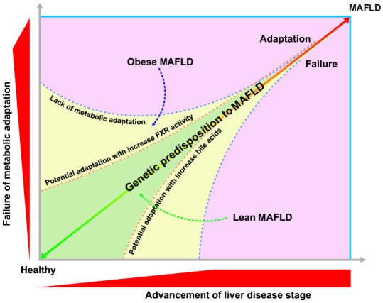 MAFLD: an ideal framework for understanding disease phenotype in individuals of normal weight.