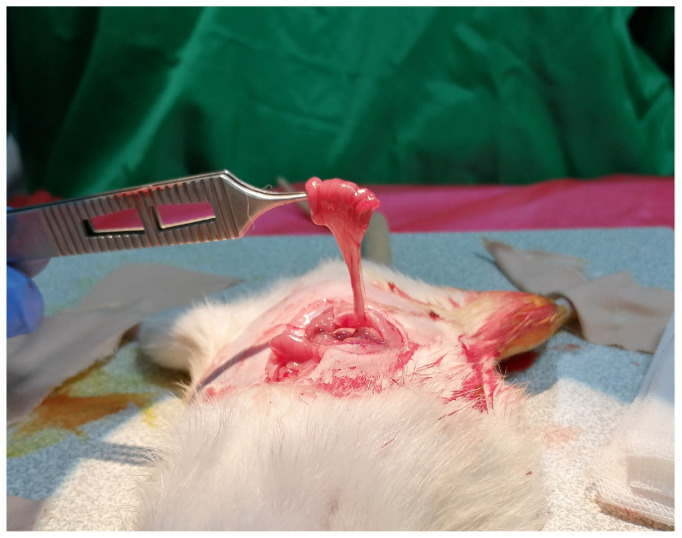 Effect of vascularized jejunal conduit flap on peripheral nerve regeneration in rats.