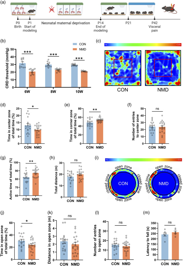 Upregulation of KDM6B in the anterior cingulate cortex contributes to neonatal maternal deprivation-induced chronic visceral pain in mice.