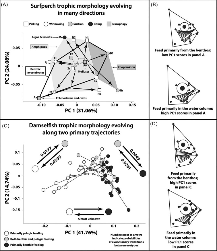 Surfperches versus Damselfishes: Trophic Evolution in Closely Related Pharyngognath Fishes with Highly Divergent Reproductive Strategies.