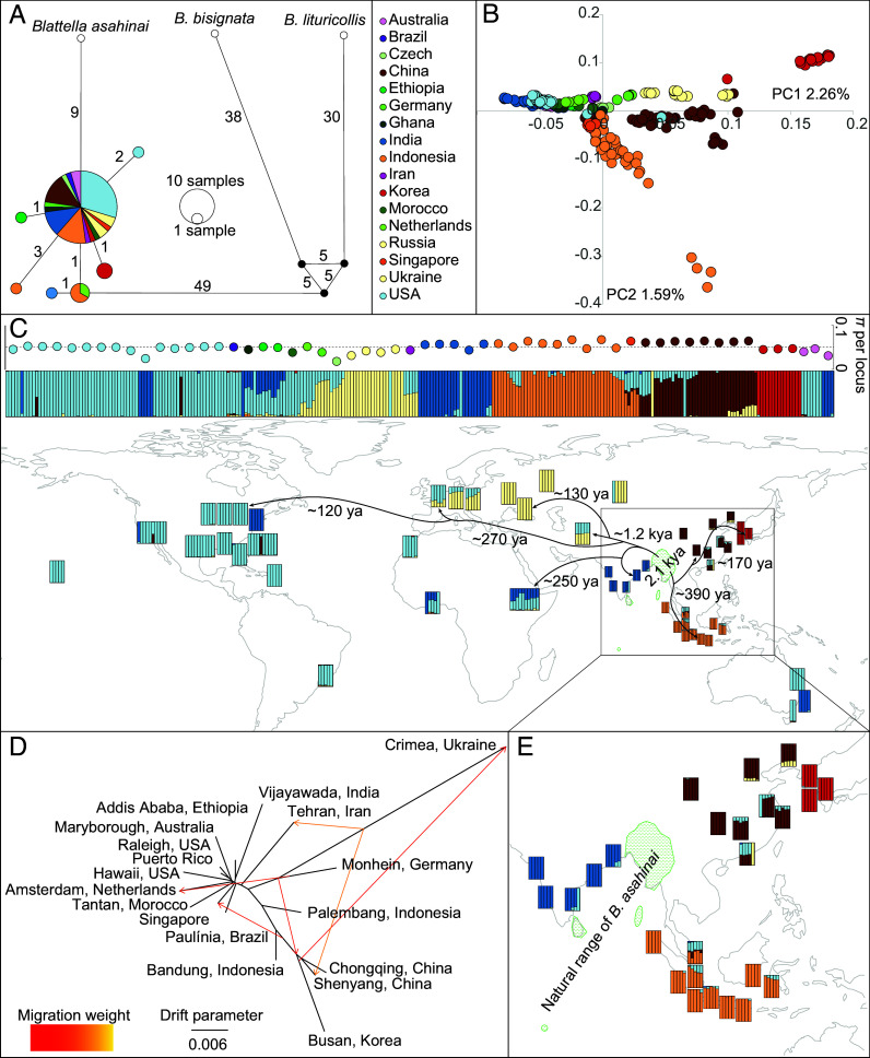Solving the 250-year-old mystery of the origin and global spread of the German cockroach, <i>Blattella germanica</i>.