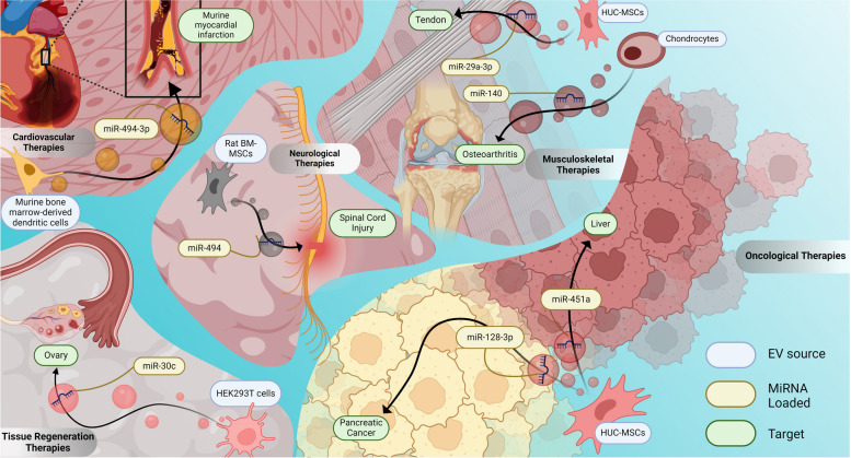 MicroRNA Nano-Shuttles: Engineering Extracellular Vesicles as a Cutting-Edge Biotechnology Platform for Clinical Use in Therapeutics.