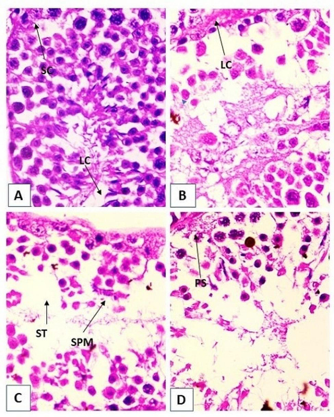 Endosulfan induces reproductive & genotoxic effect in male and female Swiss albino mice.