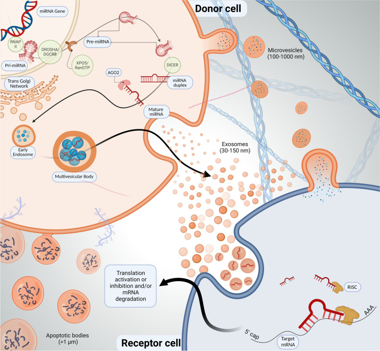 MicroRNA Nano-Shuttles: Engineering Extracellular Vesicles as a Cutting-Edge Biotechnology Platform for Clinical Use in Therapeutics.