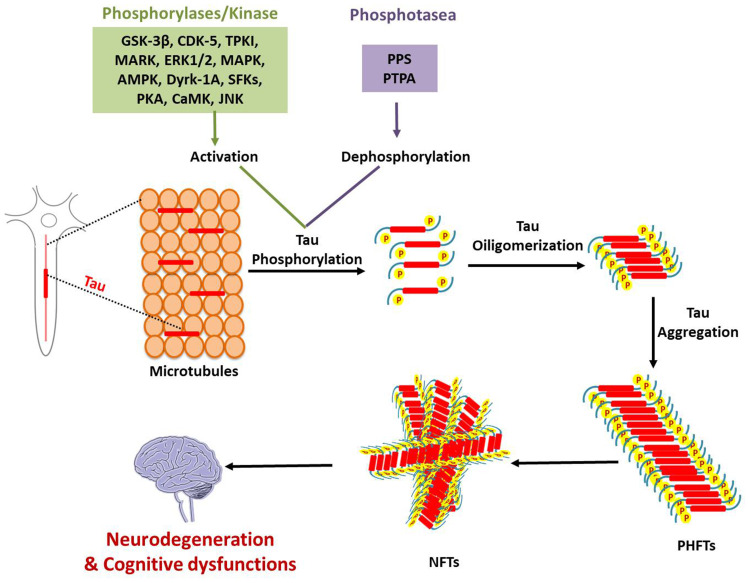 Review of Pharmacotherapeutic Targets in Alzheimer's Disease and Its Management Using Traditional Medicinal Plants.