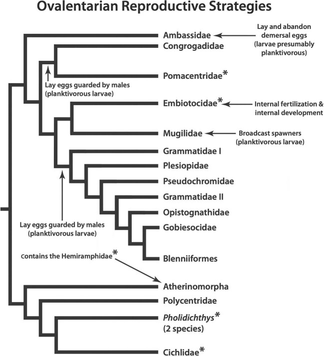 Surfperches versus Damselfishes: Trophic Evolution in Closely Related Pharyngognath Fishes with Highly Divergent Reproductive Strategies.
