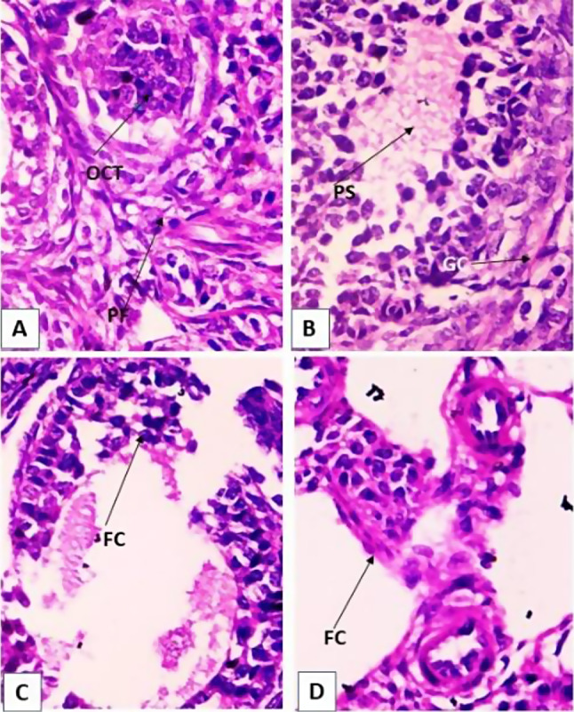Endosulfan induces reproductive & genotoxic effect in male and female Swiss albino mice.