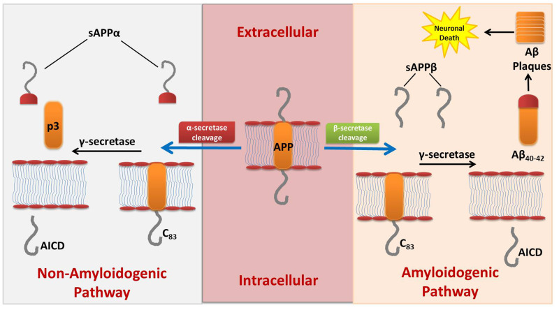 Review of Pharmacotherapeutic Targets in Alzheimer's Disease and Its Management Using Traditional Medicinal Plants.
