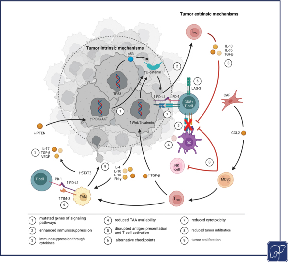 Overcoming Resistance to Immune Checkpoint Blockade in Liver Cancer with Combination Therapy: Stronger Together?