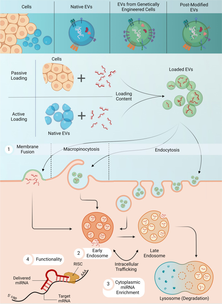 MicroRNA Nano-Shuttles: Engineering Extracellular Vesicles as a Cutting-Edge Biotechnology Platform for Clinical Use in Therapeutics.