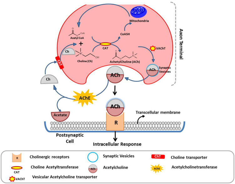 Review of Pharmacotherapeutic Targets in Alzheimer's Disease and Its Management Using Traditional Medicinal Plants.