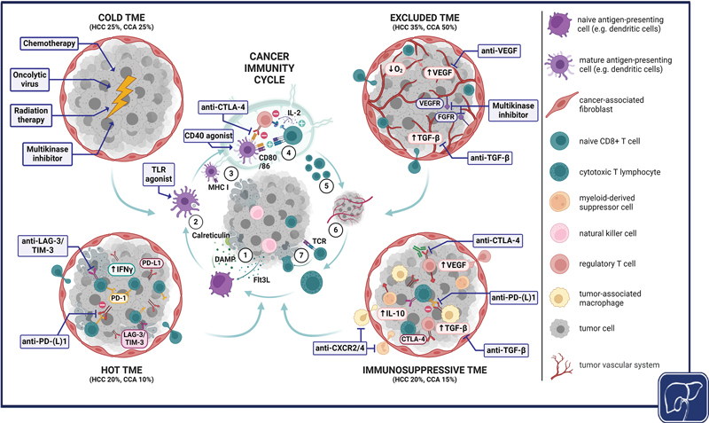 Overcoming Resistance to Immune Checkpoint Blockade in Liver Cancer with Combination Therapy: Stronger Together?