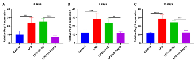 Revealing the role of Peg13: A promising therapeutic target for mitigating inflammation in sepsis.