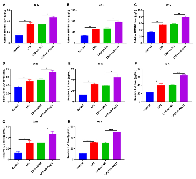 Revealing the role of Peg13: A promising therapeutic target for mitigating inflammation in sepsis.