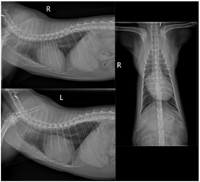 Developmental lung disease in a cat associated with high probability of severe pulmonary hypertension: natural history, histopathology and genetic analysis.