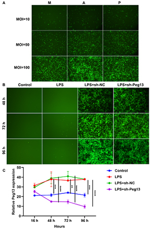 Revealing the role of Peg13: A promising therapeutic target for mitigating inflammation in sepsis.