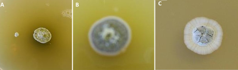 Abstract Image