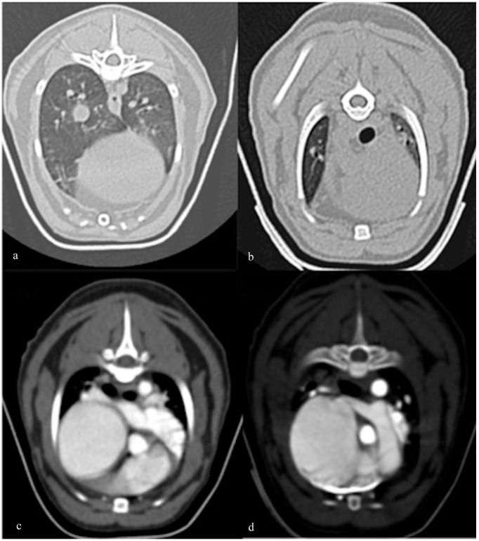 Developmental lung disease in a cat associated with high probability of severe pulmonary hypertension: natural history, histopathology and genetic analysis.
