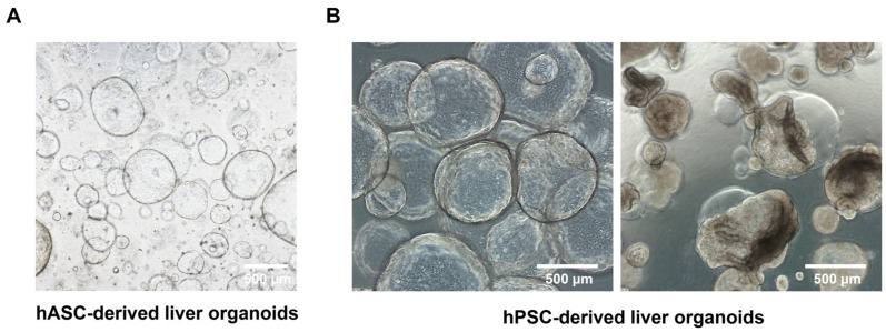 Guidelines for Manufacturing and Application of Organoids: Liver.