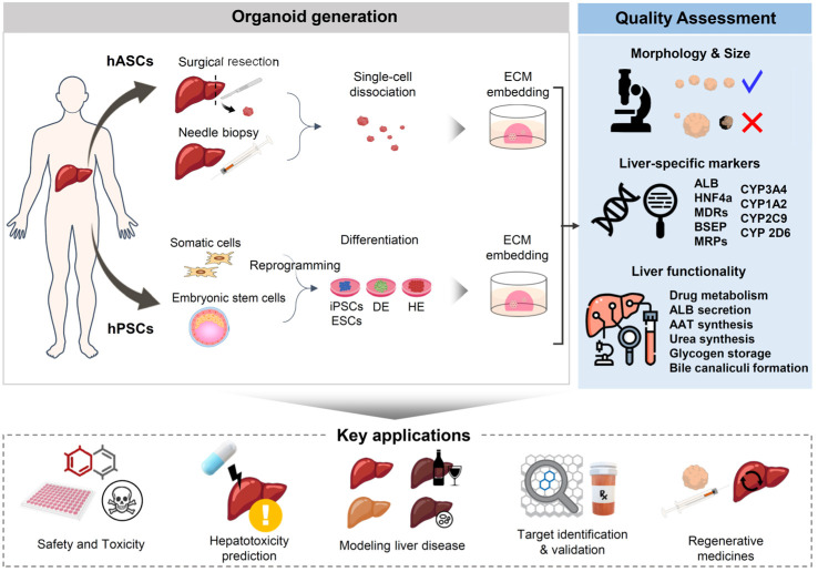 Guidelines for Manufacturing and Application of Organoids: Liver.