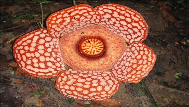 Bud development, flower phenology and life history of holoparasitic Rafflesia cantleyi.