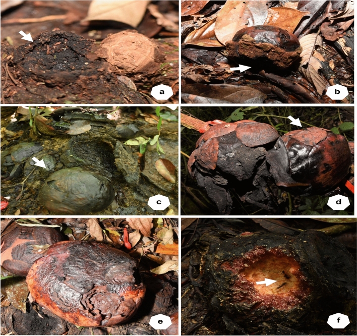 Bud development, flower phenology and life history of holoparasitic Rafflesia cantleyi.