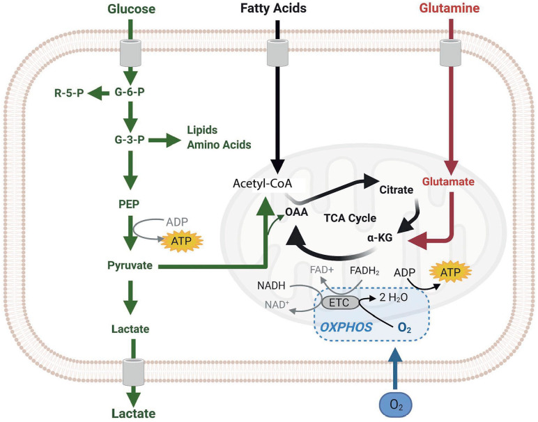 New Insights in ATP Synthesis as Therapeutic Target in Cancer and Angiogenic Ocular Diseases.