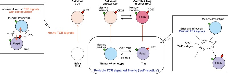 Spectrum of Treg and self-reactive T cells: single cell perspectives from old friend HTLV-1.