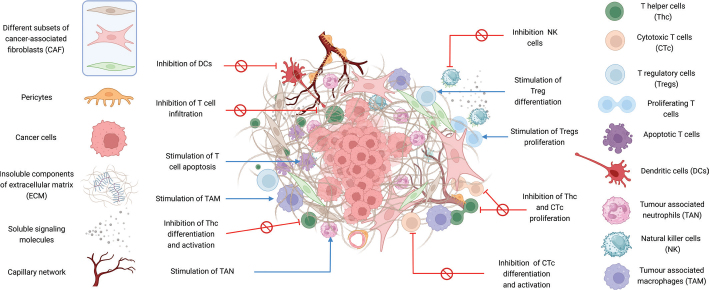 Interactions between cancer-associated fibroblasts and T-cells: functional crosstalk with targeting and biomarker potential.