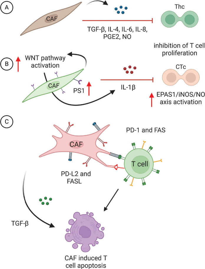 Interactions between cancer-associated fibroblasts and T-cells: functional crosstalk with targeting and biomarker potential.