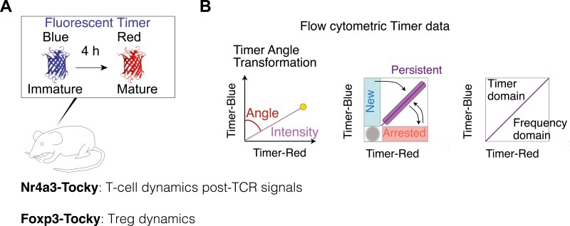 Spectrum of Treg and self-reactive T cells: single cell perspectives from old friend HTLV-1.