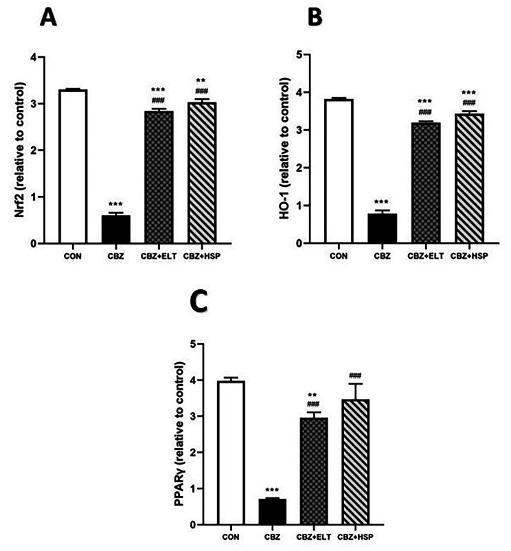 Eltroxin and Hesperidin mitigate testicular and renal damage in hypothyroid rats: amelioration of oxidative stress through PPARγ and Nrf2/HO-1 signaling pathway.