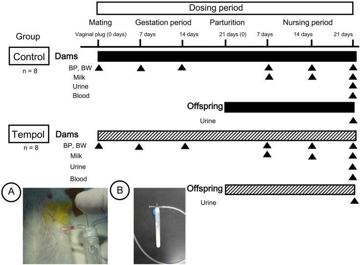 Treatment of spontaneously hypertensive rats during pregnancy and lactation with the antioxidant tempol lowers blood pressure and reduces oxidative stress.
