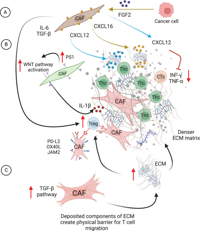 Interactions between cancer-associated fibroblasts and T-cells: functional crosstalk with targeting and biomarker potential.