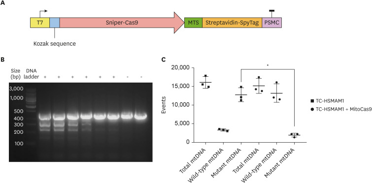 Mitochondrial Genome Editing: Exploring the Possible Relationship of the Atherosclerosis-Associated Mutation m.15059G>A With Defective Mitophagy.