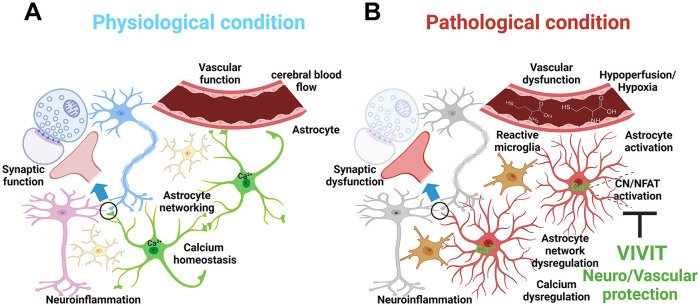 Targeting Reactive Astrocytes in Vascular Dementia: Investigation of Neuronal-Astrocyte-Vascular Interactions.