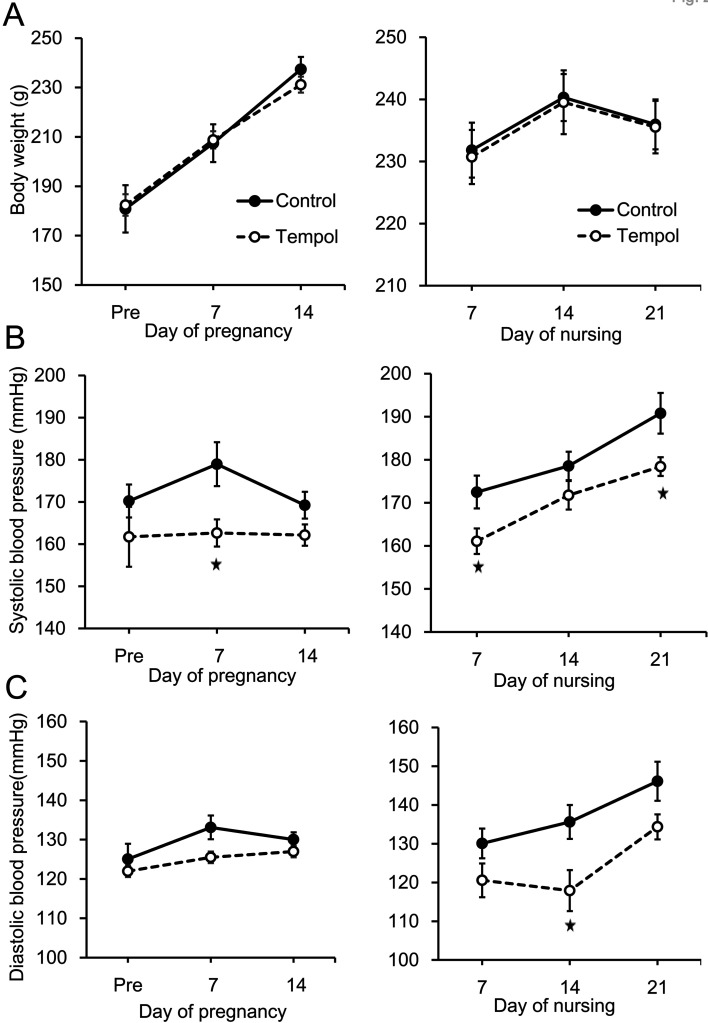Treatment of spontaneously hypertensive rats during pregnancy and lactation with the antioxidant tempol lowers blood pressure and reduces oxidative stress.